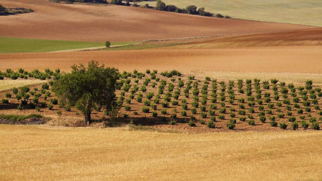 BODEGA NUMANTHIA Tinta de Toro Toro Termes 2017